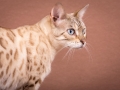 Malu-Bengals-Katze-Fina-of-Hand-Sonnenberg_0003