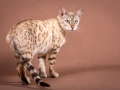 Malu-Bengals-Katze-Fina-of-Hand-Sonnenberg_0004