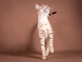 Malu-Bengals-Katze-Fina-of-Hand-Sonnenberg_0005
