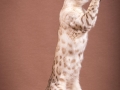 Malu-Bengals-Katze-Fina-of-Hand-Sonnenberg_0007