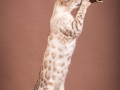 Malu-Bengals-Katze-Fina-of-Hand-Sonnenberg_0008