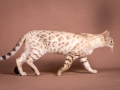 Malu-Bengals-Katze-Fina-of-Hand-Sonnenberg_0009