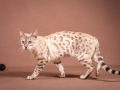 Malu-Bengals-Katze-Fina-of-Hand-Sonnenberg_0010
