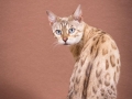 Malu-Bengals-Katze-Fina-of-Hand-Sonnenberg_0011