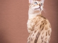 Malu-Bengals-Katze-Fina-of-Hand-Sonnenberg_0012