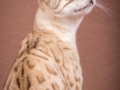 Malu-Bengals-Katze-Fina-of-Hand-Sonnenberg_0013