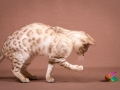Malu-Bengals-Katze-Fina-of-Hand-Sonnenberg_0015