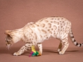 Malu-Bengals-Katze-Fina-of-Hand-Sonnenberg_0016