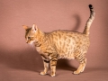 Malu-Bengals-Katze-Sally-Fleins-Wild_0001