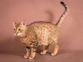 Malu-Bengals-Katze-Sally-Fleins-Wild_0002