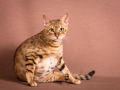 Malu-Bengals-Katze-Sally-Fleins-Wild_0003