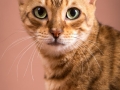 Malu-Bengals-Katze-Sally-Fleins-Wild_0004