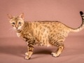Malu-Bengals-Katze-Sally-Fleins-Wild_0005