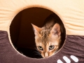 Malu-Bengals-Katze-Sally-Fleins-Wild_0006