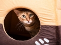Malu-Bengals-Katze-Sally-Fleins-Wild_0007