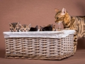 Malu-Bengals-Katze-Sally-Fleins-Wild_0009
