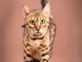 Malu-Bengals-Katze-Sally-Fleins-Wild_0010