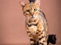Malu-Bengals-Katze-Sally-Fleins-Wild_0011