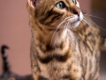 Malu-Bengals-Katze-Sally-Fleins-Wild_0012