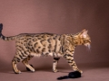 Malu-Bengals-Katze-Sally-Fleins-Wild_0013