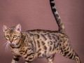 Malu-Bengals-Katze-Sally-Fleins-Wild_0014