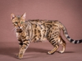 Malu-Bengals-Katze-Sally-Fleins-Wild_0015