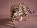 Malu-Bengals-Katze-Sally-Fleins-Wild_0016