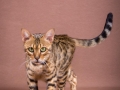 Malu-Bengals-Katze-Sally-Fleins-Wild_0018