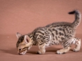 Malu-Bengals-Katze-Sally-Fleins-Wild_0019