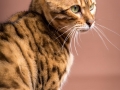 Malu-Bengals-Katze-Sally-Fleins-Wild_0021