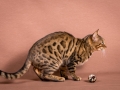 Malu-Bengals-Katze-Silla-Banbilar_0002