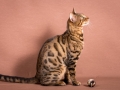 Malu-Bengals-Katze-Silla-Banbilar_0003