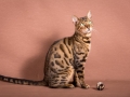 Malu-Bengals-Katze-Silla-Banbilar_0004