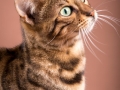 Malu-Bengals-Katze-Silla-Banbilar_0007