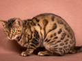 Malu-Bengals-Katze-Silla-Banbilar_0008