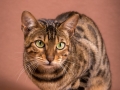 Malu-Bengals-Katze-Silla-Banbilar_0010