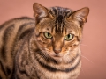 Malu-Bengals-Katze-Silla-Banbilar_0011