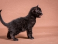 Malu-Bengals-Katzenzucht-Kitten-Galerie_0001