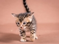 Malu-Bengals-Katzenzucht-Kitten-Galerie_0003