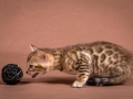 Malu-Bengals-Katzenzucht-Kitten-Galerie_0005