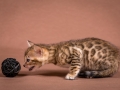 Malu-Bengals-Katzenzucht-Kitten-Galerie_0005