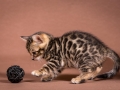Malu-Bengals-Katzenzucht-Kitten-Galerie_0006