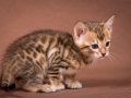 Malu-Bengals-Katzenzucht-Kitten-Galerie_0007