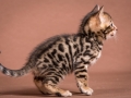 Malu-Bengals-Katzenzucht-Kitten-Galerie_0008