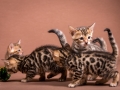 Malu-Bengals-Katzenzucht-Kitten-Galerie_0009