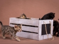 Malu-Bengals-Katzenzucht-Kitten-Galerie_0010