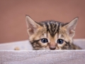 Malu-Bengals-Katzenzucht-Kitten-Galerie_0011