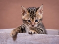 Malu-Bengals-Katzenzucht-Kitten-Galerie_0012