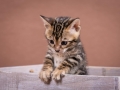 Malu-Bengals-Katzenzucht-Kitten-Galerie_0013