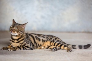 Malu Bengals Kater Chester